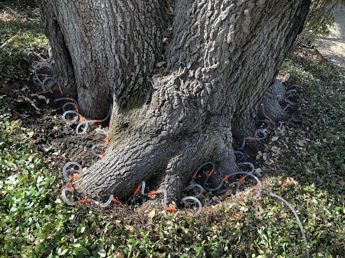 Detailed Tree Cabling and Bracing job site in South Glens Falls